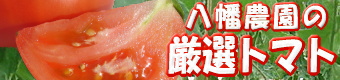 �����_���̌��I�g�}�g