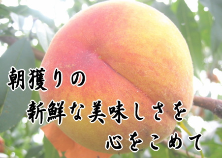 浅川農園のゴールデンピーチ