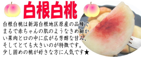 新潟オリジナル品種【白根白桃】とは？