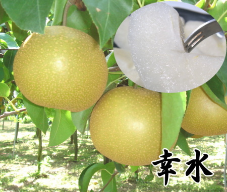 厳選梨【幸水】