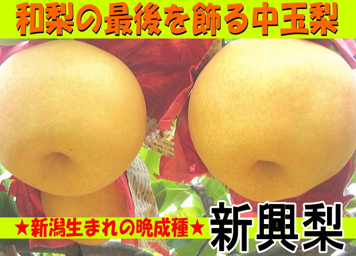 【送料無料】浅川農園の新興梨3キロ