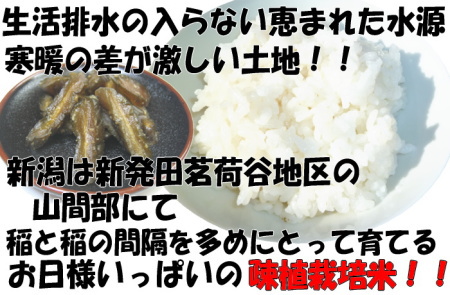 新潟は茗荷谷地区限定生産