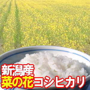 菜の花コシヒカリ