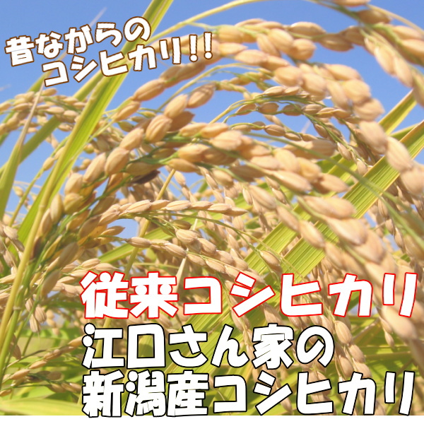江口さん家の従来コシヒカリ